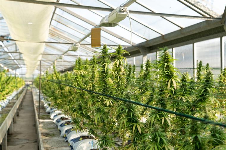 Cannabis Industry Page 2 Cannabis Industry Page 2